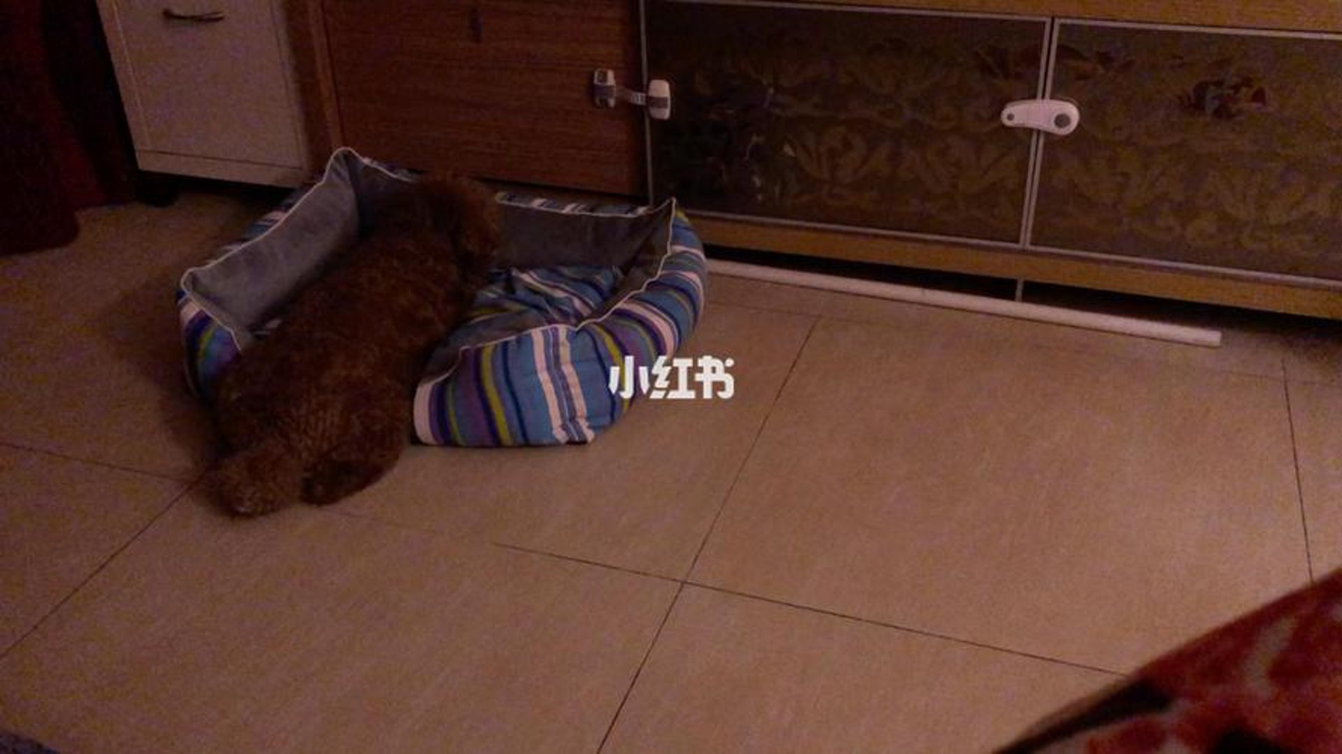 我与它宠物